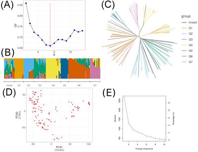 Genome-wide association study revealed some new candidate genes associated with flowering and maturity time of soybean in Central and West Siberian regions of Russia